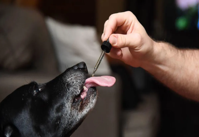 CBD Oil for Dogs – Vet Backed Uses, Safety & Benefits Guide 2025 🧪🐶
