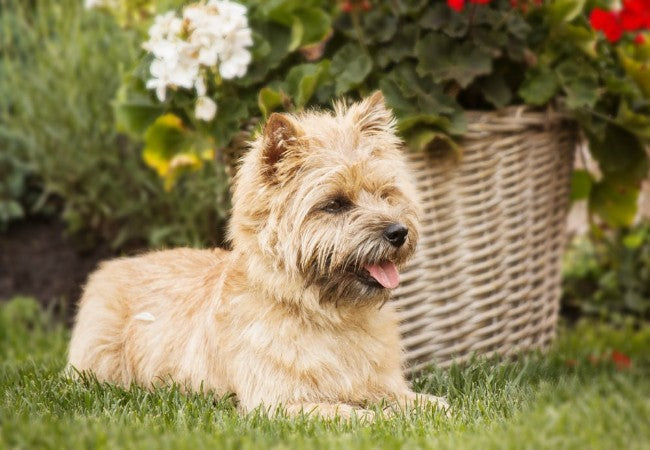Cairn Terrier 2025 Guide: Temperament, Care, Health & Training Tips 🐶