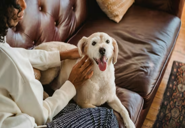 Calm Behavior for Excited Dogs: Vet Strategies That Work 🐶✨
