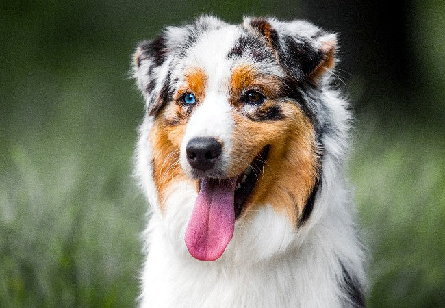 Calmest Dog Breeds in 2025: Vet Approved Guide to Relaxed Canine Companions🐾