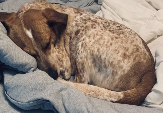 Campylobacteriosis in Dogs: Vet-Approved Causes, Symptoms & Treatments (2025 Guide) 🐶💊
