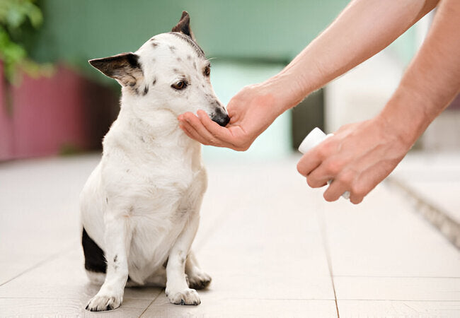 Can Benadryl Help with Dog Anxiety in 2025 – Vet‑Approved Guide to Safe Relief 🐶💊