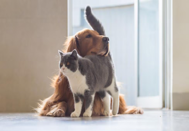 Can Dogs Be Allergic to Cats in 2025? Vet‑Reviewed Guide to Cross‑Species Reactions 🐶🐱