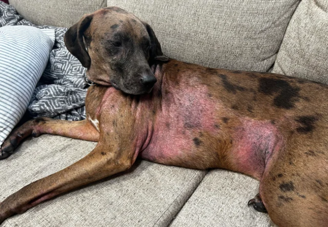 Can Dogs Be Allergic to Their Beds in 2025? Vet‑Reviewed Contact Allergy Advice 🛏️🐶