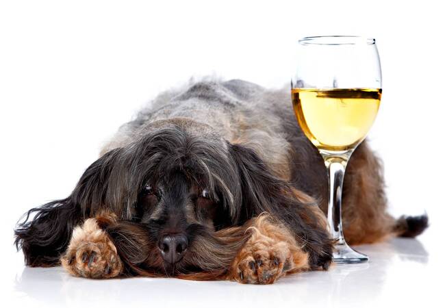 Alcohol Poisoning in Dogs