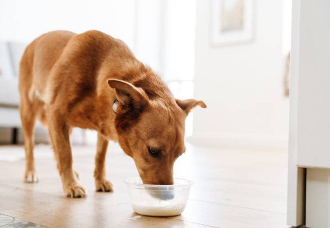 Can Dogs Drink Almond Milk? Vet Approved Advice, Risks & Alternatives 2025 🥛🐶
