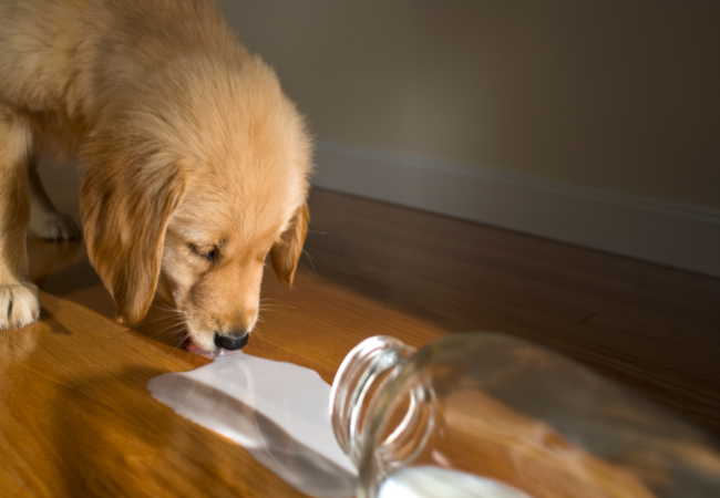 Can Dogs Drink Cow’s Milk? Vet Approved Facts, Risks & Safer Alternatives 2025 🥛🐶