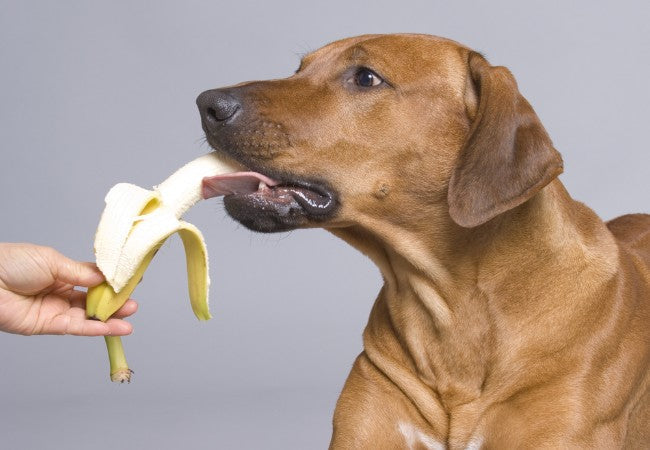 Can Dogs Eat Bananas? Vet Approved Benefits, Serving Tips & Warnings 2025 🍌🐶