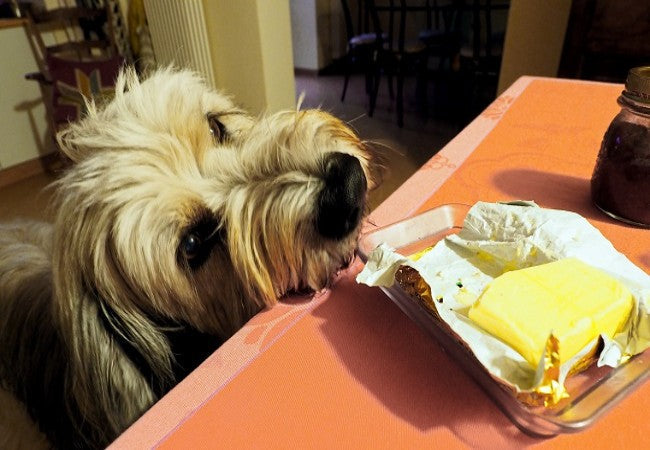 Can Dogs Eat Butter? Vet Backed Risks, Facts & Safe Alternatives 2025🧈🐶