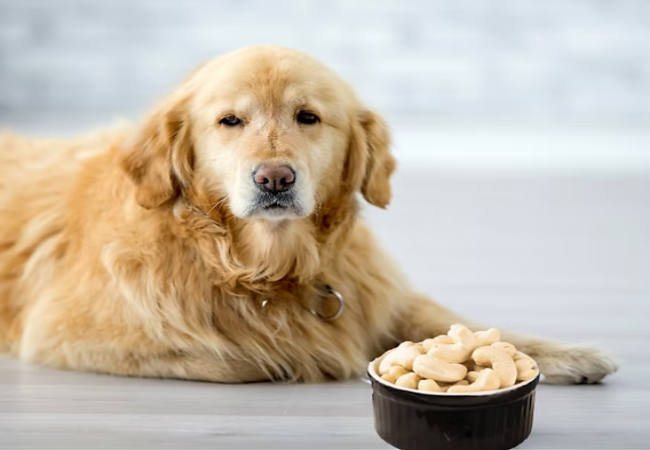 Can Dogs Eat Cashews? Vet Approved Guide to Benefits & Risks (2025) 🥜🐶