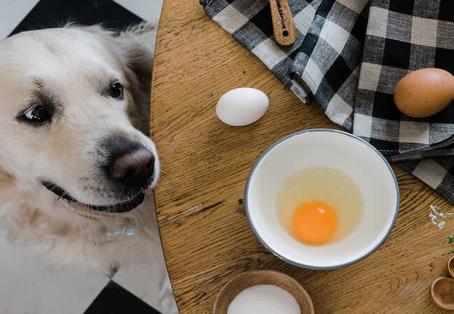 Can Dogs Eat Eggs? A Vet’s 2025 Guide 🍳🐶