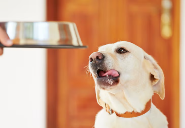Can Dogs Eat Honey? Vet Backed Benefits, Risks & Serving Tips 2025 🍯🐶