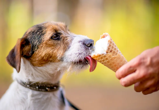 Can Dogs Eat Ice Cream? Vet Backed Safety Guide & Treat Alternatives 2025 🍦🐶
