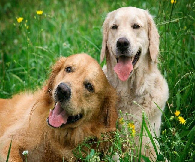 Can Dogs Eat Nuts? Vet Approved Safe & Dangerous Nuts Guide (2025) 🥜🐶
