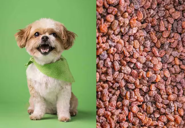 Can Dogs Eat Raisins? A Vet’s 2025 Emergency Guide 🍇🐶