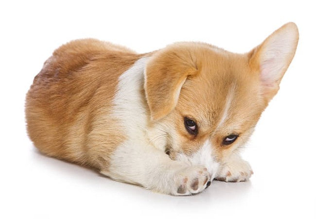 Can Dogs Feel Embarrassed? Vet‑Approved Insights for 2025 🩺🐶