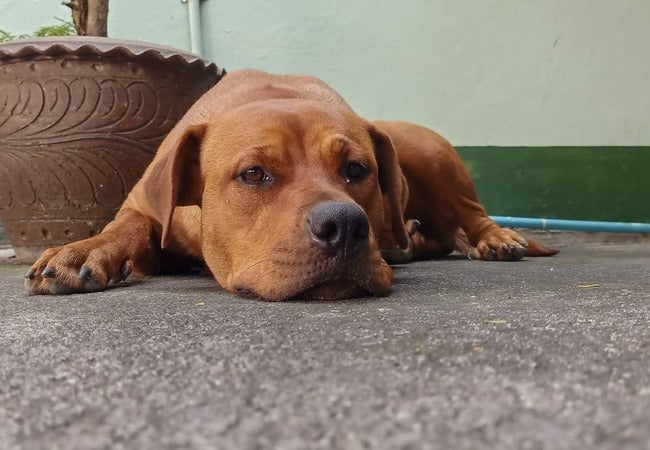 Can Dogs Get Food Poisoning? A Vet’s 2025 Guide to Causes, Treatment & Prevention 🩺🐾