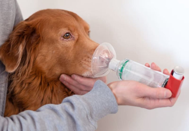 Can Dogs Have Asthma in 2025? Vet Guide to Symptoms & Care 🐶💨