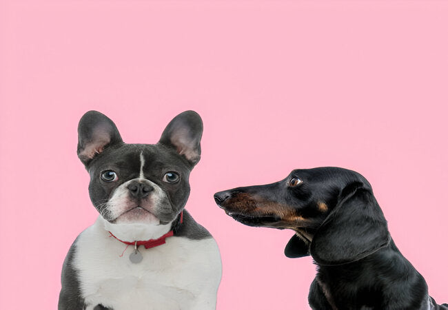 Can Dogs Have Bipolar Disorder? Vet Clarity 2025 ✅🐶💭