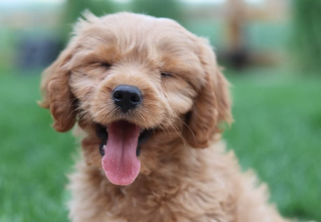 Can Dogs Have Down Syndrome? A 2025 Veterinary Insight into Canine Genetic Conditions🐶🧬