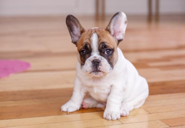 Can Dogs Have Panic Attacks? A 2025 Vet-Approved Guide to Canine Anxiety & Care 🐶🦠