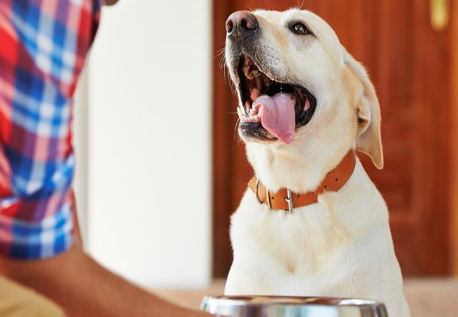 Can Dogs Laugh? Vet‑Approved 2025 Guide to Doggy Giggling🩺🐶