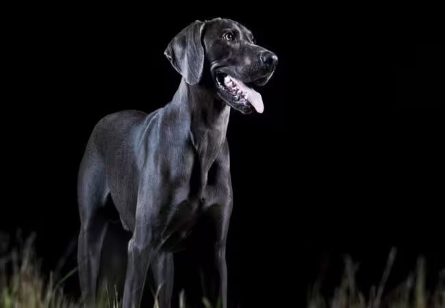 Can Dogs See in the Dark? 2024 Vet-Approved Canine Vision Facts 🐶