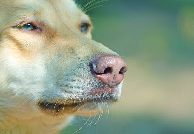 Can Dogs Smell Fear in 2025 – Vet‑Approved Guide to Canine Emotion Detection 🐶👃