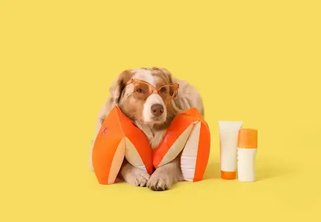 🐶☀️ Can Dogs Wear Sunscreen A Complete 2025 Guide to Sun Protection for Your Pup 🧴🌞