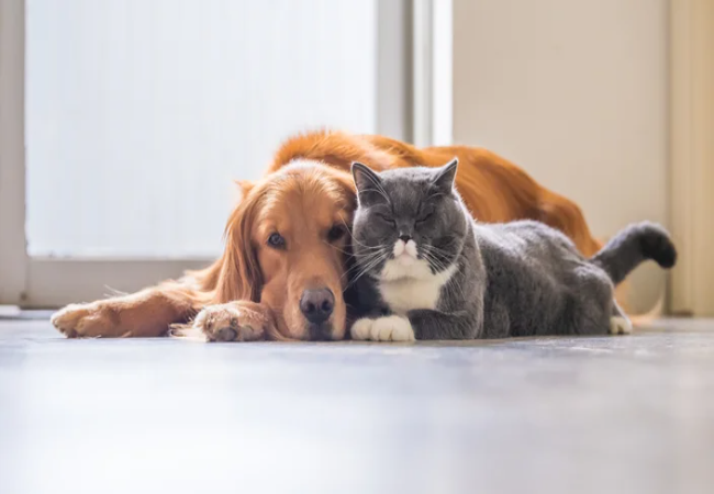 Can Dogs or Cats Get COVID-19 in 2025? Vet‑Reviewed Facts & Care 🐶🐱
