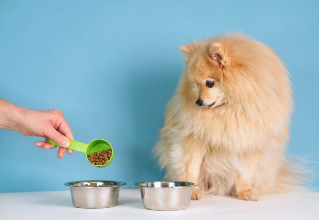 Can Puppies Eat Adult Dog Food in 2025? Vet Reviewed Advice 🐶🌿