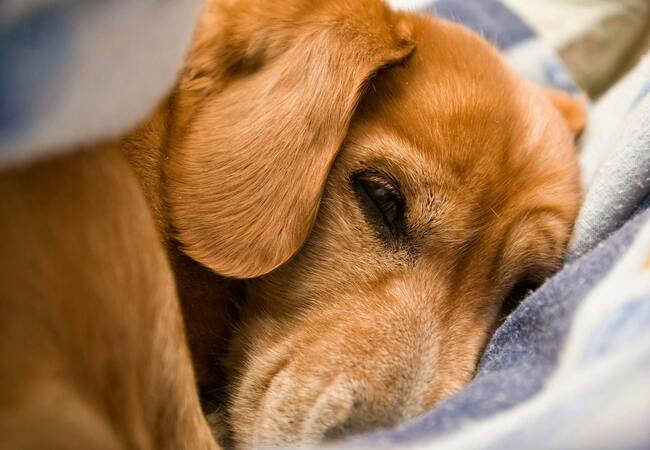 Can You Be Allergic to Dog Saliva? Vet-Approved 2025 Risk Guide 🐶🧬