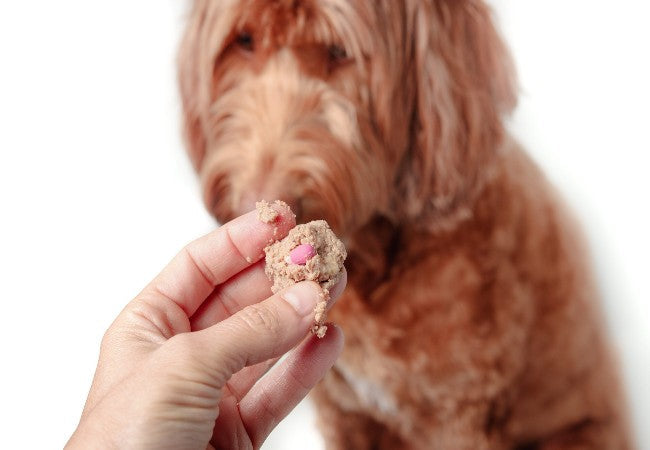 Can You Crush Your Dog’s Medication into Food? Vet Approved 2025 Guide 🐶🩺
