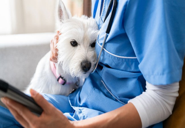 Can You Give Your Dog Ibuprofen? Vet‑Approved 2025 Guide to Dangers & Safe Alternatives🩺🐶