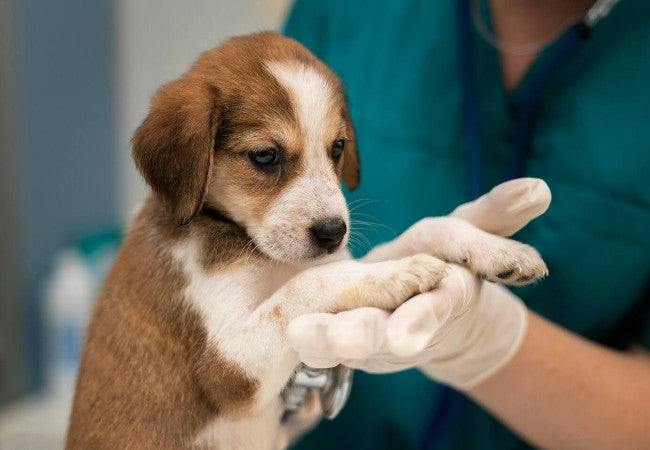 Cancer in Dogs – 2025 Vet Approved Signs, Types & Treatment Options 🌊🐶