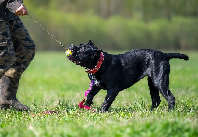 Cane Corso 2025 Guide: Care, Training & Protective Companion🐕‍🦺