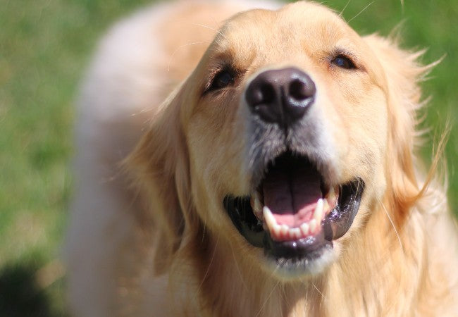 Canine Ameloblastoma (Jaw Tumors) – Vet Led Guide 2025 🐶🦷