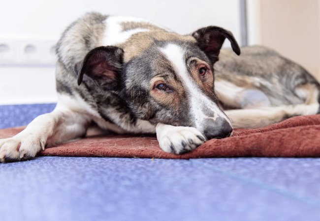 Canine Cancer in 2025: Vet-Approved Guide to Symptoms, Types & Treatments🐶🩺