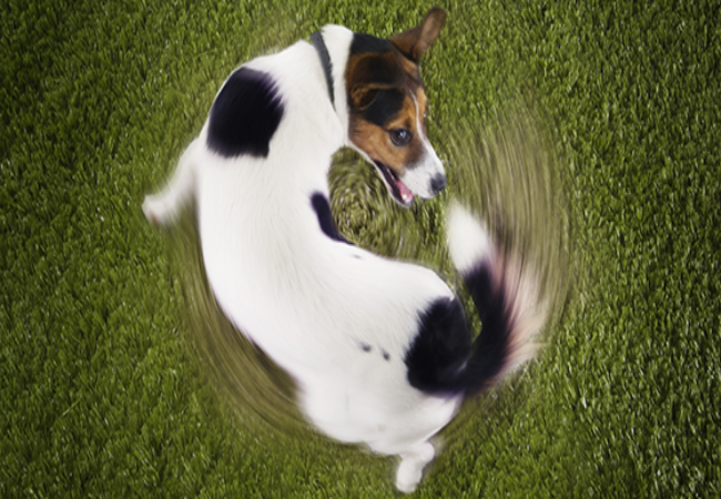 Canine Compulsive Disorder in Dogs: Vet-Approved Guide 2025 🐶🐾