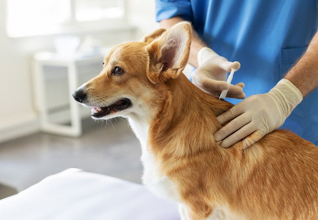 Canine Coronavirus in Dogs: A 2025 Vet-Approved Guide to Symptoms, Treatment & Prevention🐶🦠