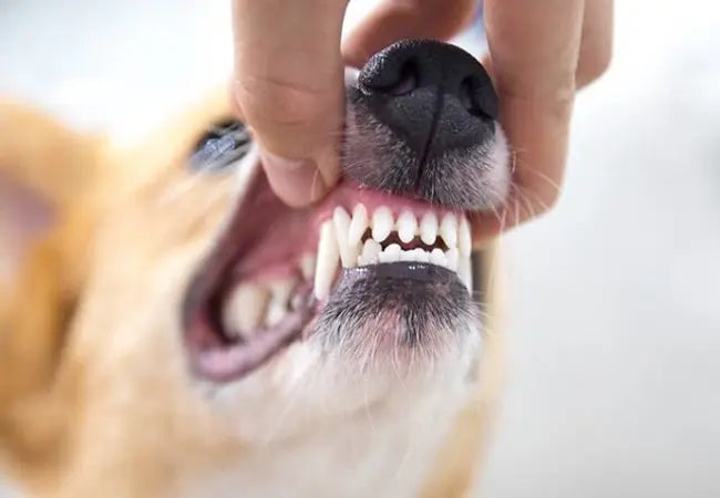 Canine Enamel Malformation in 2025 Vet Guide: Causes, Care & Protection 🦷🐶