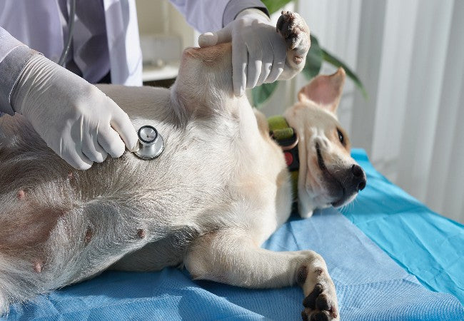 Canine Infective Endocarditis: 2025 Vet‑Grade Telehealth Guide 🩺🐶