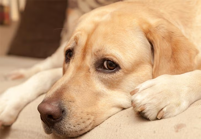 Canine Influenza (Dog Flu) in 2025: Vet-Backed Guide to Symptoms, Treatment & Prevention 🩺🐶