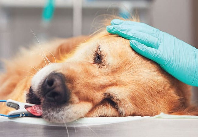 Canine Meningioma 2025 Vet Guide: Diagnosis, Treatment & Hope 🧠🐕