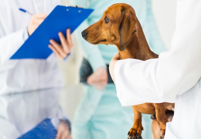 Canine Osteoarthritis – Vet Guide 2025 🐶⚖️