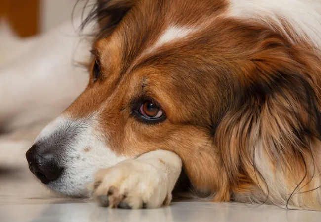Canine Osteochondrosis (OCD) – Vet Guide 2025 🐶🦴🩺