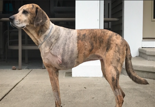 Canine Osteosarcoma – Vet Guide 2025 🐾🦴🩺