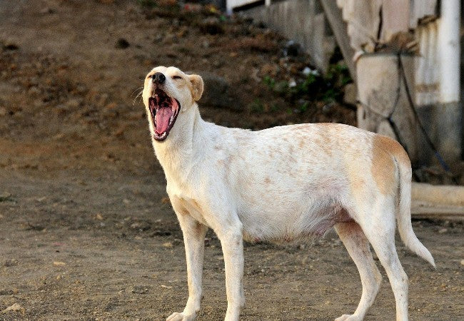 Canine Ovarian Tumors – Vet Guide 2025 🐶🔬🩺