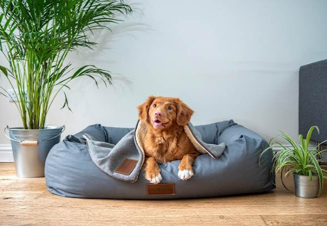 Canine Peritonitis in 2025: Vet-Backed Guide  ⚠️🐶