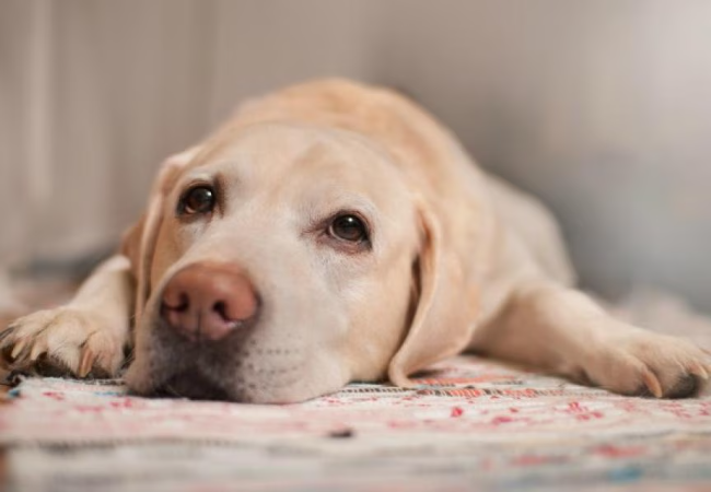 Canine Schwannoma & Peripheral Nerve Sheath Tumors – Vet Guide 2025 🐾🧠🩺